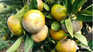 1675672410114296.png 640 (59).png